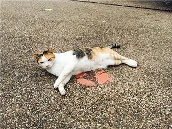 寿屋“巫师美少女杰洛特”手办开放预购 售价22000日元